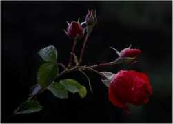 w3.externet.hu Rainrose