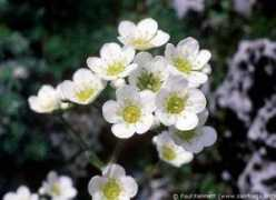 saxifraga.org Rainsley