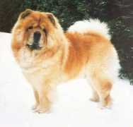 netchows.com Raisio