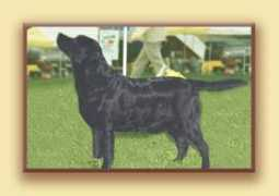 labradors.ru Raiter