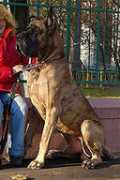 greatdane.ru Raiven