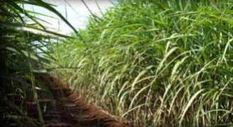 renewableenergymagazine.com Raizon