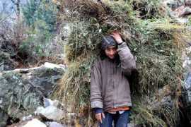 Rajballi