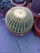 wayn.com Rajer