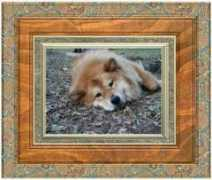 dogster.com Rakela