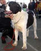 security-dog.org Rakima