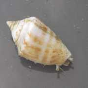 shellclub.ru Rakushkin