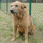 aid.animaux.free.fr Ralane