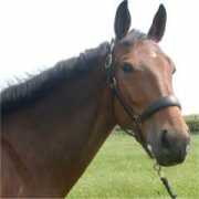 miltonwarmbloods.co.uk Ralma
