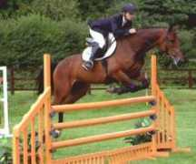 miltonwarmbloods.co.uk Ralma