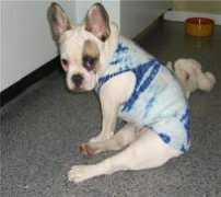 kentuckyfrenchandenglishbulldog.com Ramaiz