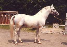 dressagehorses.org Ramano