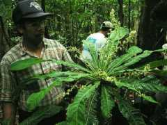 tela-botanica.org Ramanoelina