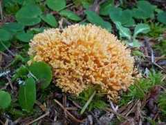mykoweb.com Ramaria