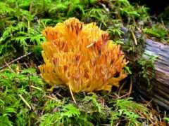 mykoweb.com Ramaria