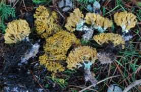 mushroomhobby.com Ramaria