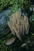 edizionisole.it Ramarie