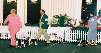 boston-terriers.com Ramason