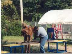 vincerambaladogtraining.com Rambala