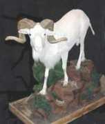 connecticuttaxidermy.com Ramdall