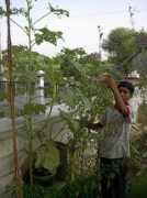 Rameshwari