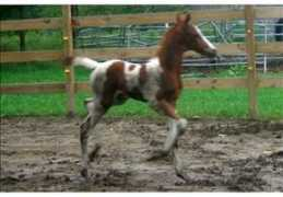 horsechannel.com Ramian
