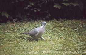 baladeornithologique.com Ramier