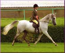 arabianlines.com Ramilla