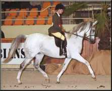 arabianlines.com Ramilla