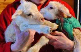 fiberfarm.com Ramling