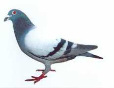 siegelpigeons.com Ramlot