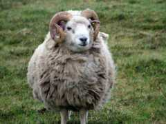 Rammy