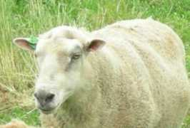 Rammy