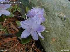 rosebay.org Ramolet