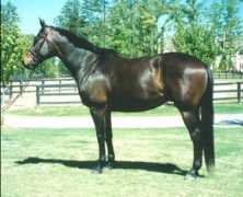 highlandfarmhorses.com Ramonaa