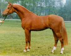 majesticgaits.com Ramonaa