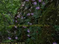greekmountainflora.info Ramonda