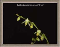 orchidspecies.com Ramoni