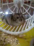 vivapets.com Ramster