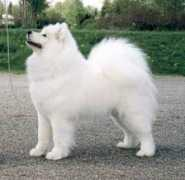 server.hund.ch Ramzai