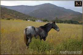 kumeyaay.info Ranchos