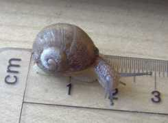 petsnails.co.uk Rancka