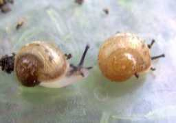 petsnails.co.uk Rancka