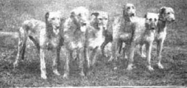 irishwolfhounds.org Ranelagh