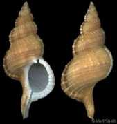 gastropods.com Ranella