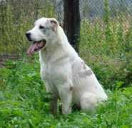 daur-don.security-dog.org Raniya