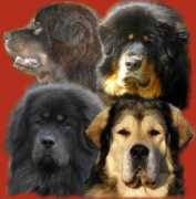 tibetanmastiff.cz Ransi