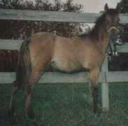 atigradoacres.com Ransika