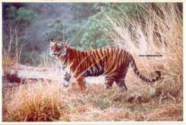 wildscapes.net Ranthambore
