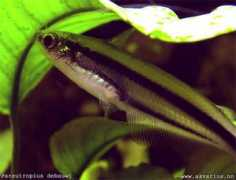 akvarius.no Ranvita